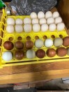 Fertile eggs for Hatching - (Dothan)