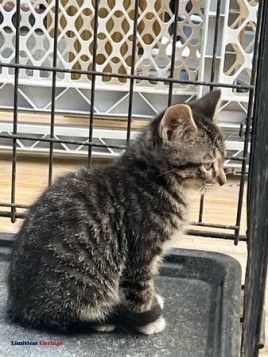 Kittens(READ DESCRIPTION) - (Alsip)