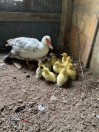 Muscovy ducklings