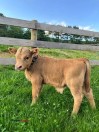 Bull Calf/ Jersey Cross - (Hegins)