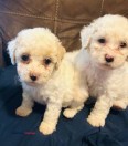 Maltipoo puppies - (Dallas)