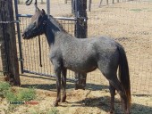 Yearling Appaloosa Filly - (Idaho Falls)