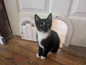 Two kittens 11 weeks old - (Eugene)