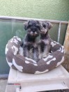 Mini Schnauzer dog bed