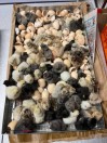 Silkie Chicks - (Elizabethtown)