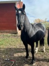 Draft Horse Friesian Mix