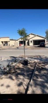 Trees , shrubs , desert plants - (El Paso)