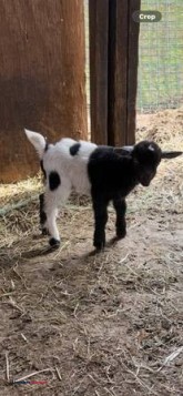 Pygmy goats - (Lancaster)
