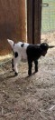 Pygmy goats - (Lancaster)