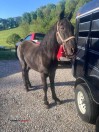 Horse For Sale - (South Portsmouth)