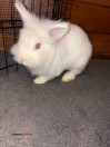 lion head bunny to good home - (Lufkin)