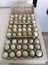 Farm Fresh Eggs