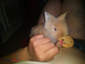 4 Lionhead Rabbits 