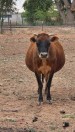 Jersey Cow Milk machine Stanchion - (Belen)