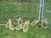 Pilgrim geese for sale. - (Huntsville, MO)