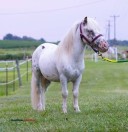 Ponies! - (Curdsville)